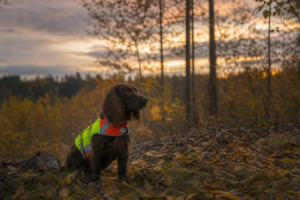 Jakthund i reflexutrustning syns i skymning bland höstlöv