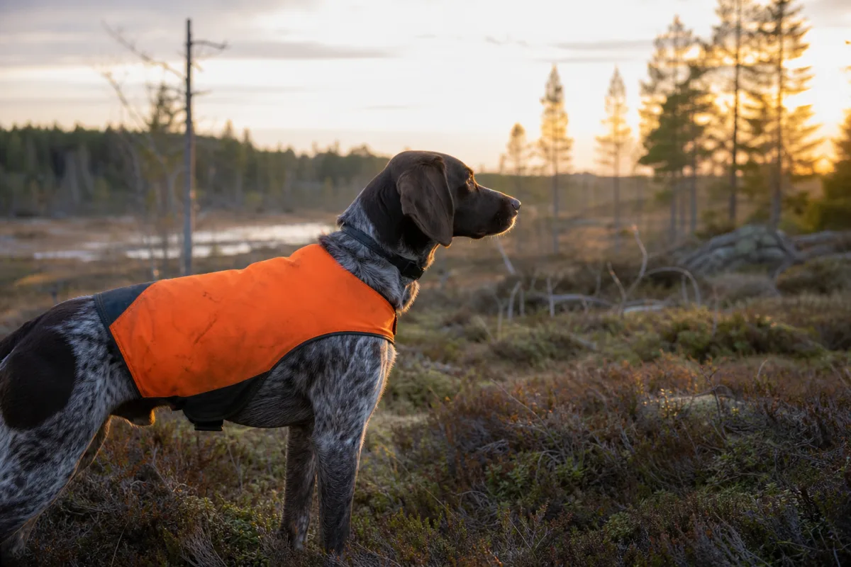 Skyddsväst för jakthund i förgrunden med hund i jaktterräng