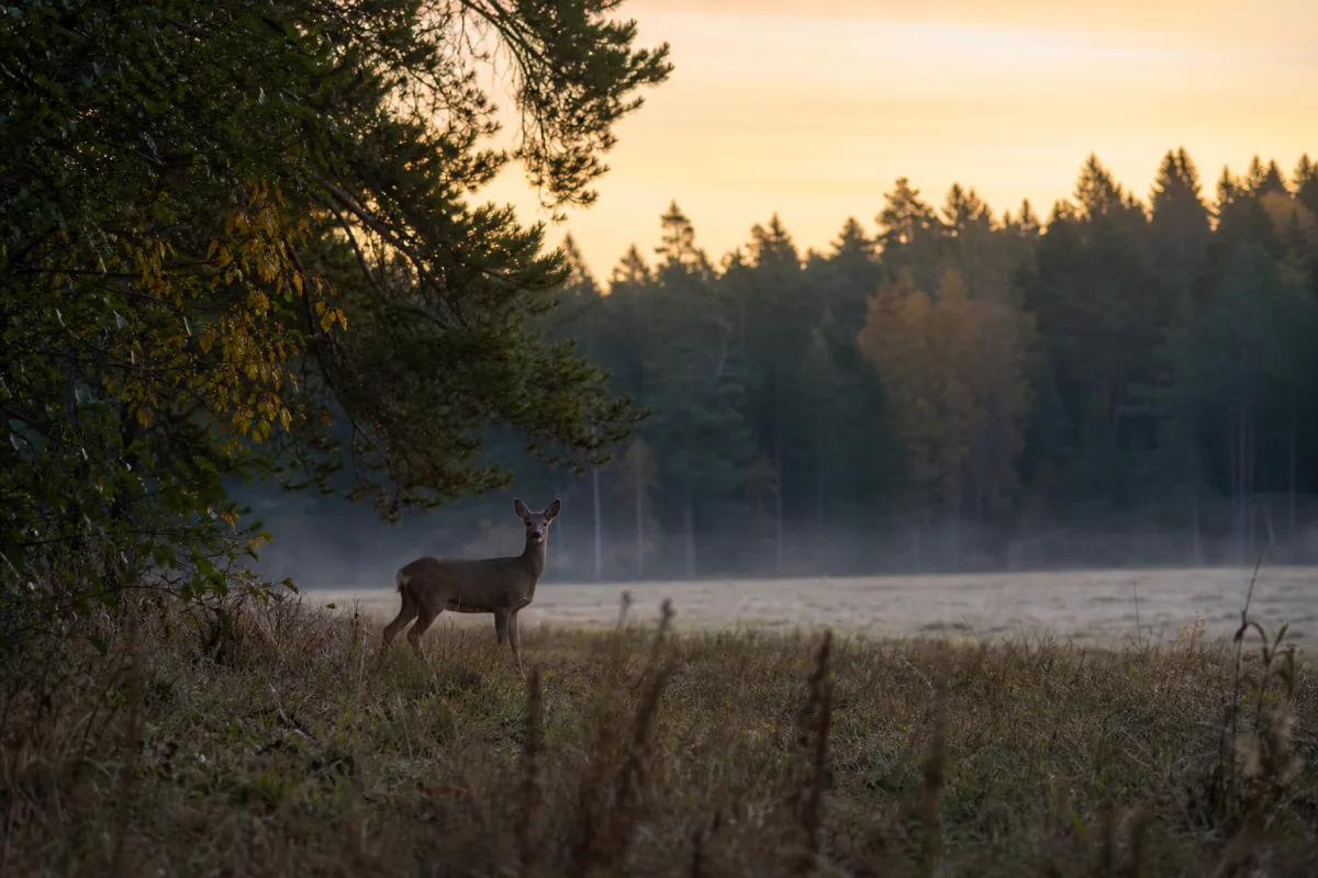 Rådjur vid skogsbryn en tidig morgon