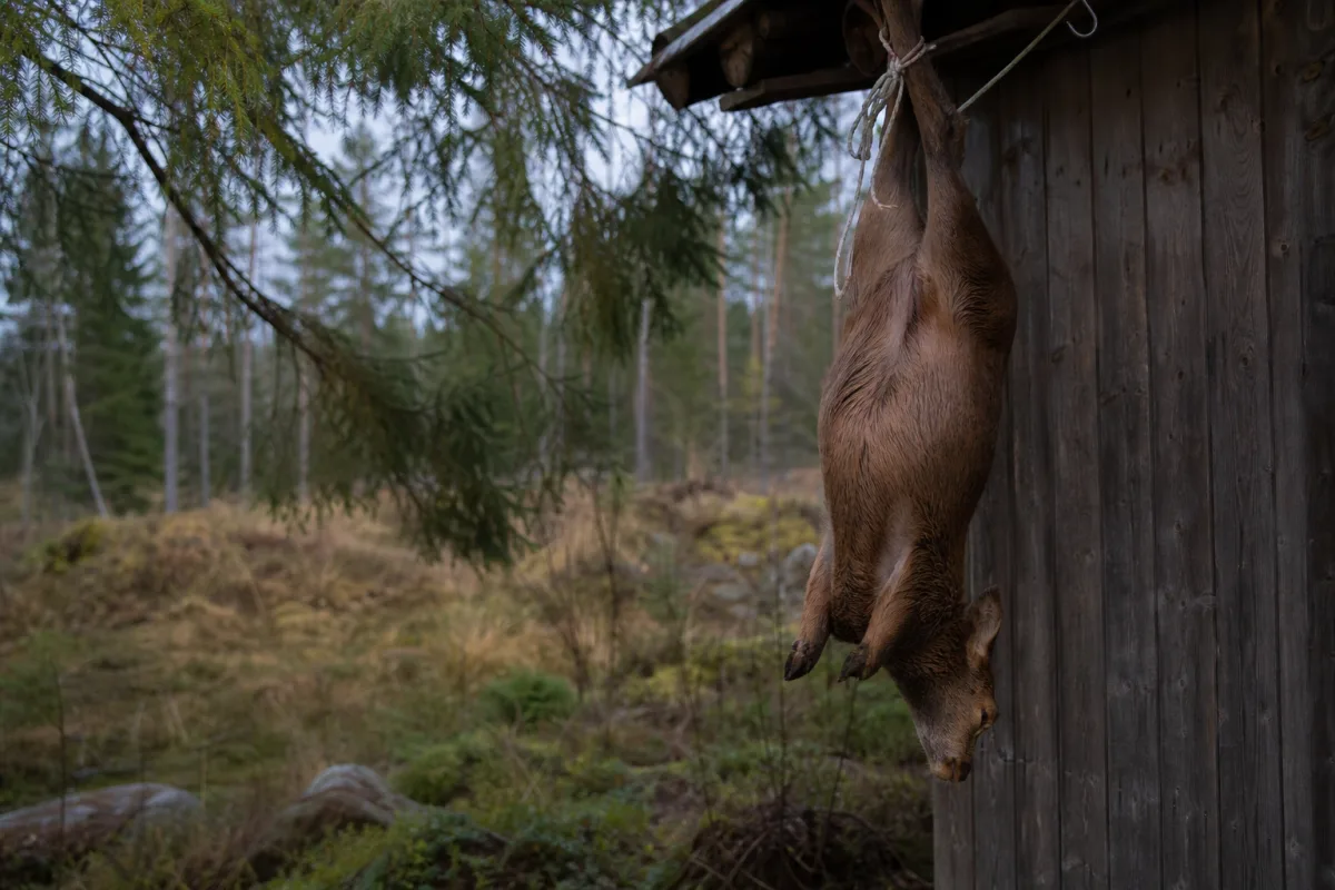 Fällt vilt hängande i sval, skuggad utomhusmiljö för mörning