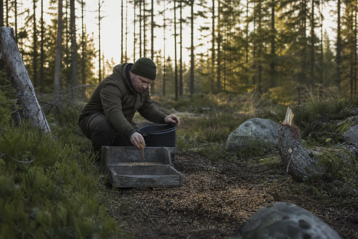 Åtelplats i skogsmiljö kontrollerad inför jakt